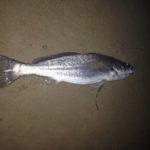 15 kg. Jewfish off Fingal Bay Beach live beach worm