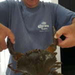 Richard with his first big crab, a 1.25kg mudcrab off Wanda Beach