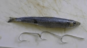 Catching Tailor – Duff's Salamander Bay Bait & Tackle