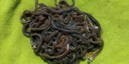 Preserving Live Beach Worms – Duff's Salamander Bay Bait & Tackle